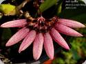 Bulbophyllum lepidum